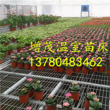 溫室<a href='/' target='_blank'><a href='http://chinabigmarket.com/miaochuangsheshi/203.html'target='_blank'>花架網(wǎng)</a></a>廠家