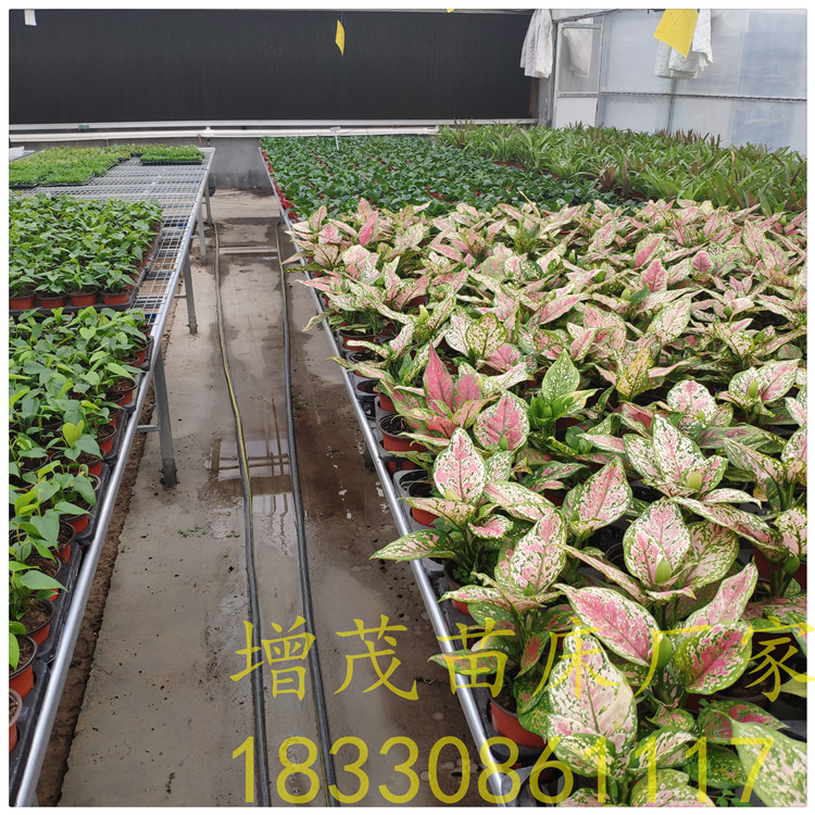 1559028959730284.jpg IMG_20190508_172743.jpg