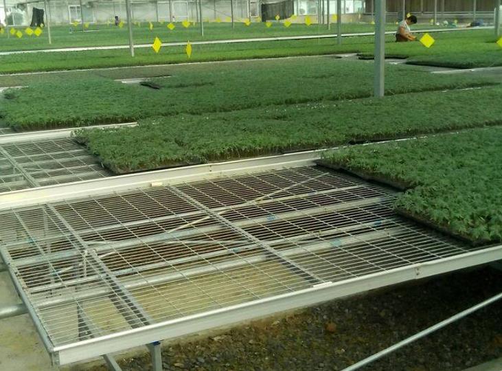 <a href='http://chinabigmarket.com/miaochuangsheshi/199.html'target='_blank'><a href='http://chinabigmarket.com/miaochuangsheshi/199.html'target='_blank'><a href='http://chinabigmarket.com/miaochuangsheshi/199.html'target='_blank'>育苗床</a></a></a>.jpg